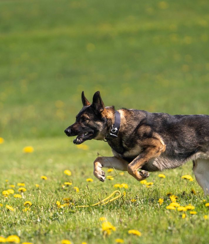 Polizeihunde schnappen jugendliche Einbrecher