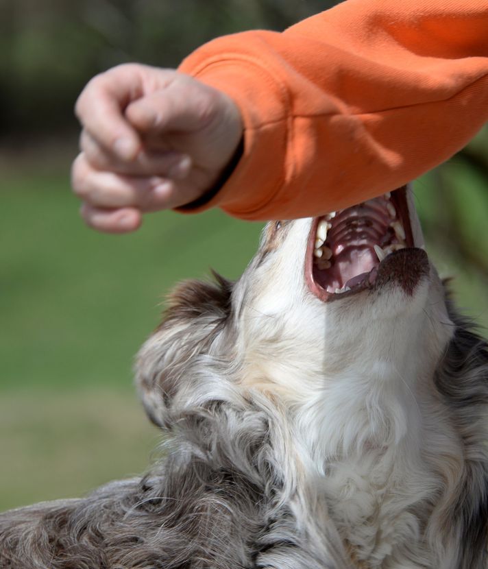Hund beisst spielendes Kind aus Emmen spitalreif