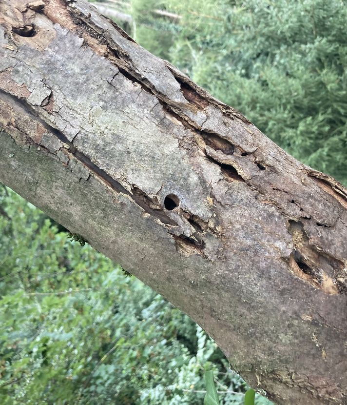 Tausende Bäume und Sträucher gefällt