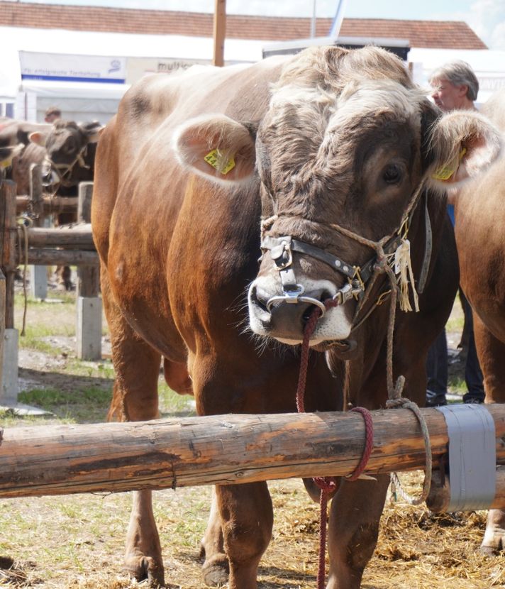 Stierenmarkt lockt 10’000 Besucherinnen nach Zug