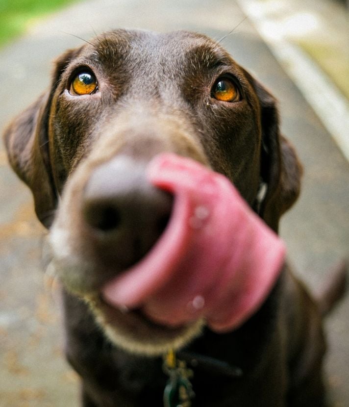 Hundehasser unterwegs? Giftköder an der Kleinen Emme gesichtet