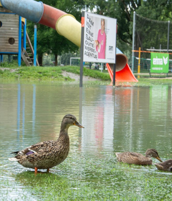 So meistern Ente und Forelle das Luzerner Hochwasser