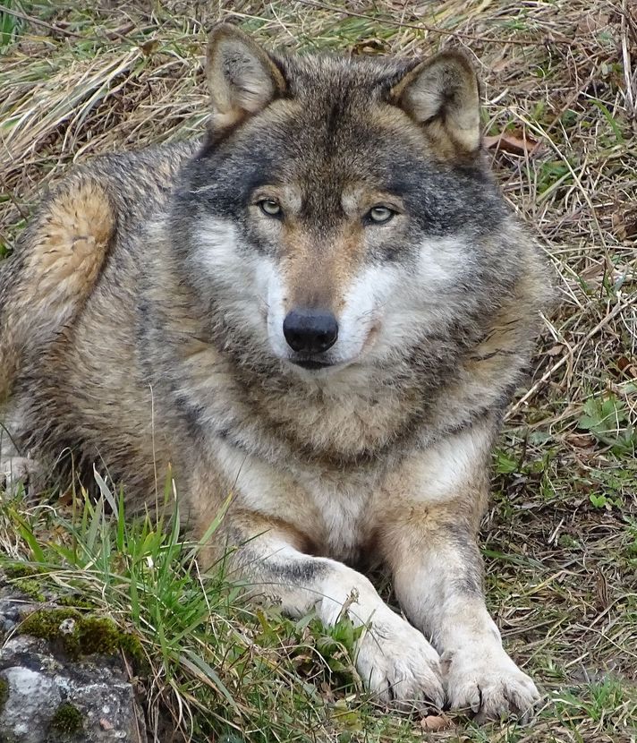 Das sagen Luzern und Zug zu mehr Wolfsabschüssen