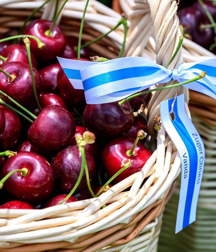 Kirschen: Zuger Obstbauern leiden unter den Regenfällen