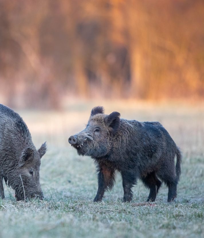 Wildschweine gesichtet: Was steckt hinter der Rückkehr?