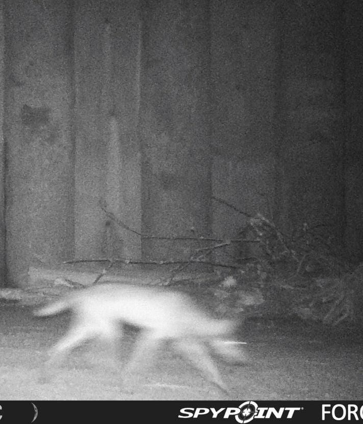 Wolf huscht erstmals durch Unterführung für Wildtiere