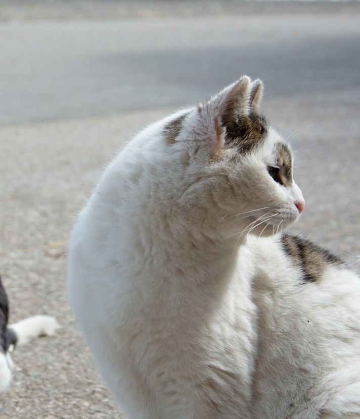 Katzenplage: Luzerner Gemeinden im Blindflug