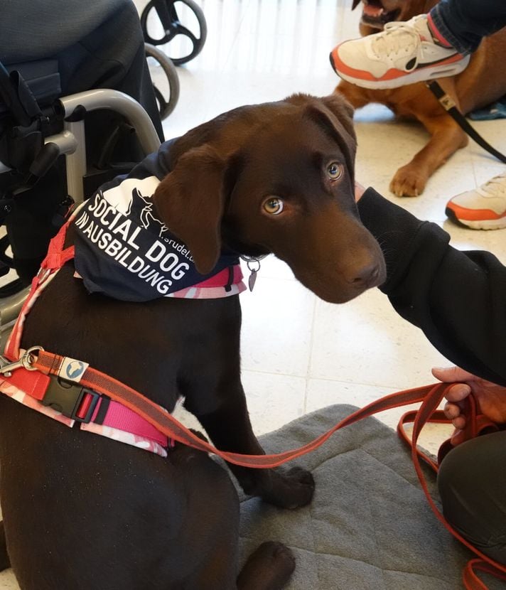 Zuger Hundeschule sucht verzweifelt nach Trainingsraum