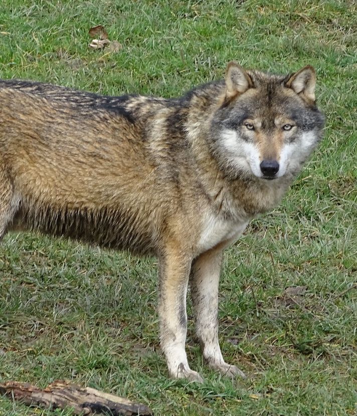 Streift in Oberägeri ein Wolf umher?