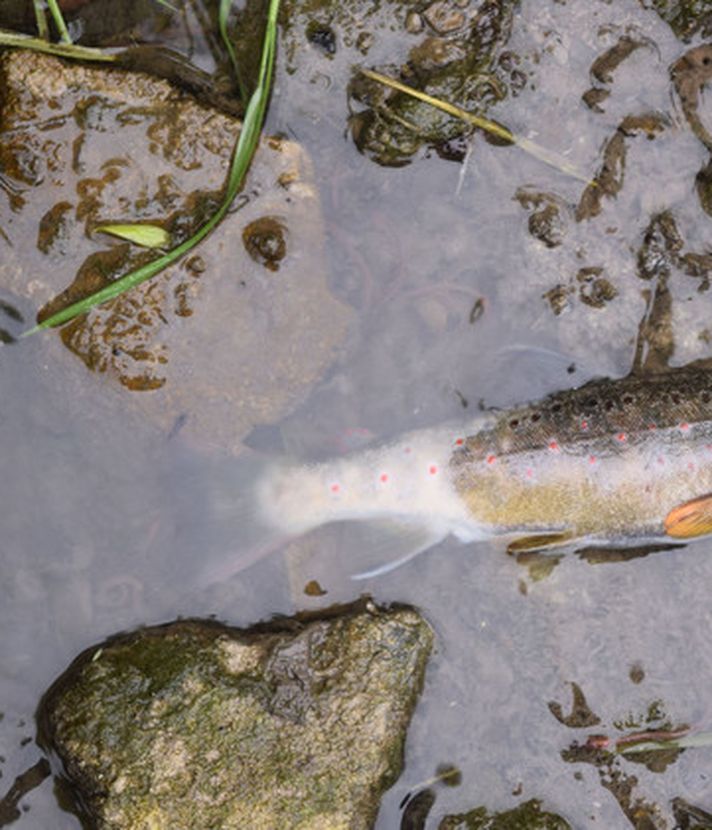 Fischsterben in Luzern: So wenige Fälle wie selten