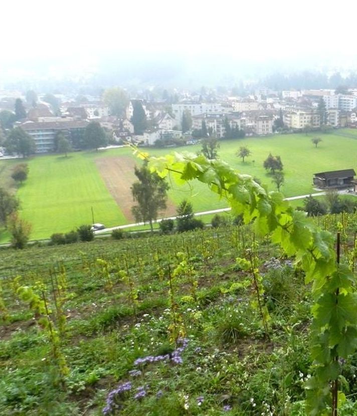 Luzerner Wein: Grössere Mengen mit besserer Qualität