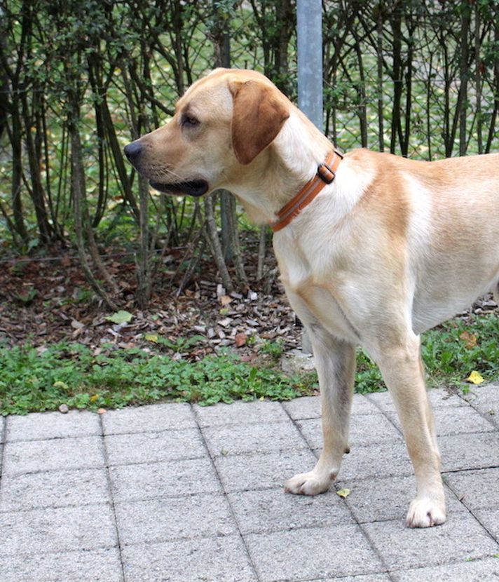 Tilo – ein braver Hund, ganz ohne Haken