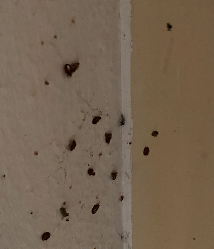 Mitten in Luzern steht ein Haus voller Bettwanzen