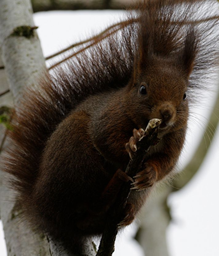 Suche nach dem Zuhause der Stadteichhörnchen: Luzerner sollen helfen