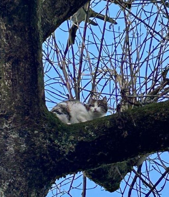 Baarer Katze führt Feuerwehr an der Nase herum