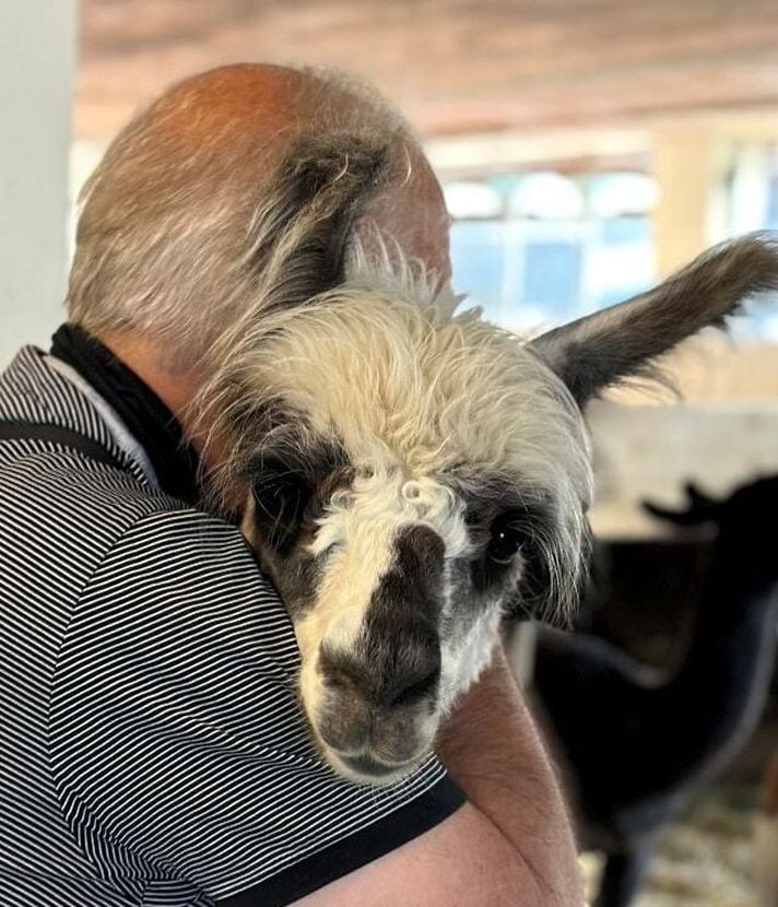Auf dem Hof Vogelsang müssen auch Lamas zur Impfung