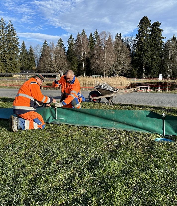 Rette Frösche, sammle Karma: Bist du neu Amphibienretter?