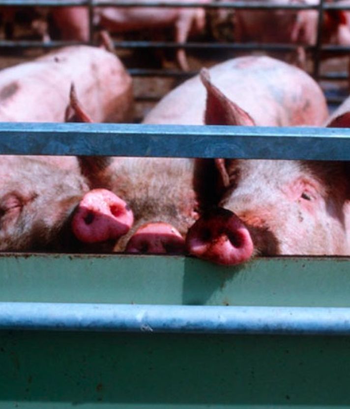 Schweine sollen in Luzerner Ställen zu wenig Platz haben