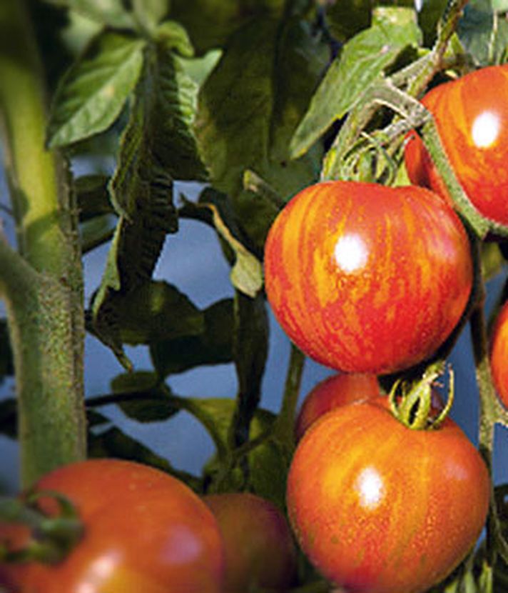 Freie Tomaten für alle!
