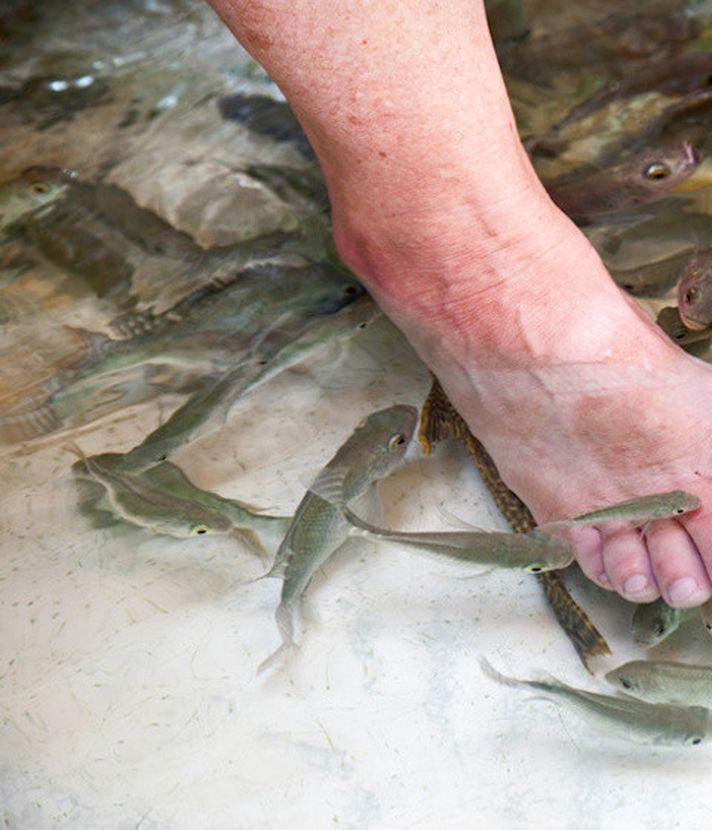 Fischfutter in Siem Reap