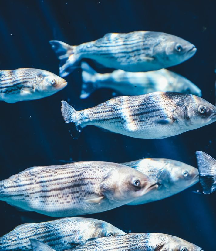 Die Uni als Aquarium
