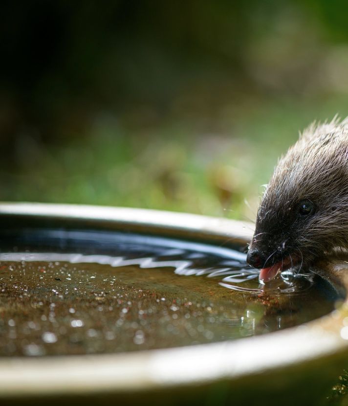 Wie die Stadt dem Igel das Leben schwer macht