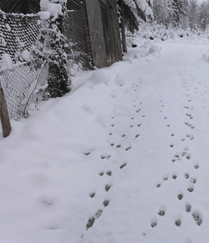 Spuren im Schnee: Welche Tiere wirklich dahinter stecken