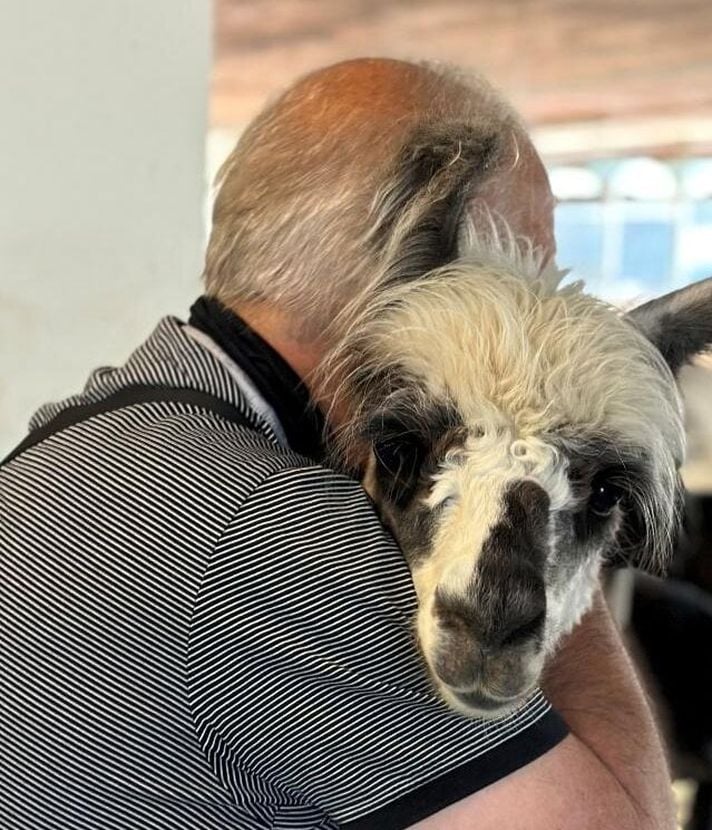 Auf dem Hof Vogelsang müssen auch Lamas zur Impfung