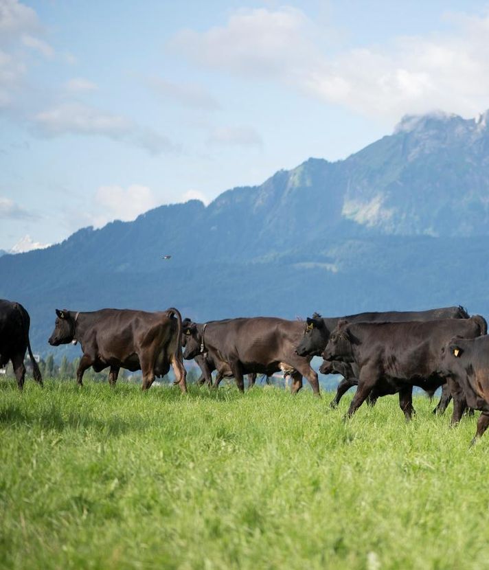 Frühling auf dem Hof: Wenn die Kühe plötzlich tanzen