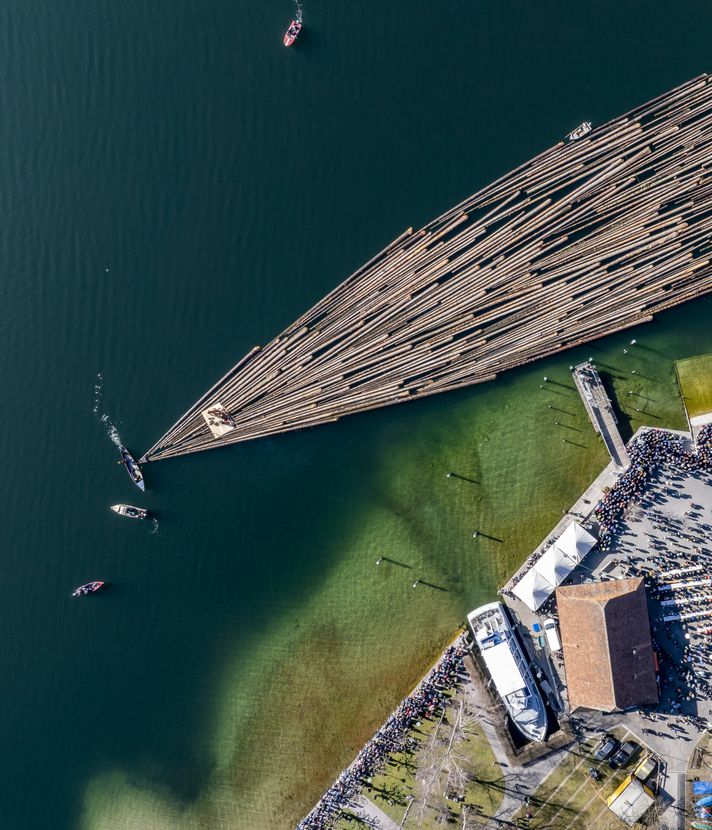 Dutzende Baumstämme schwimmen auf dem Ägerisee
