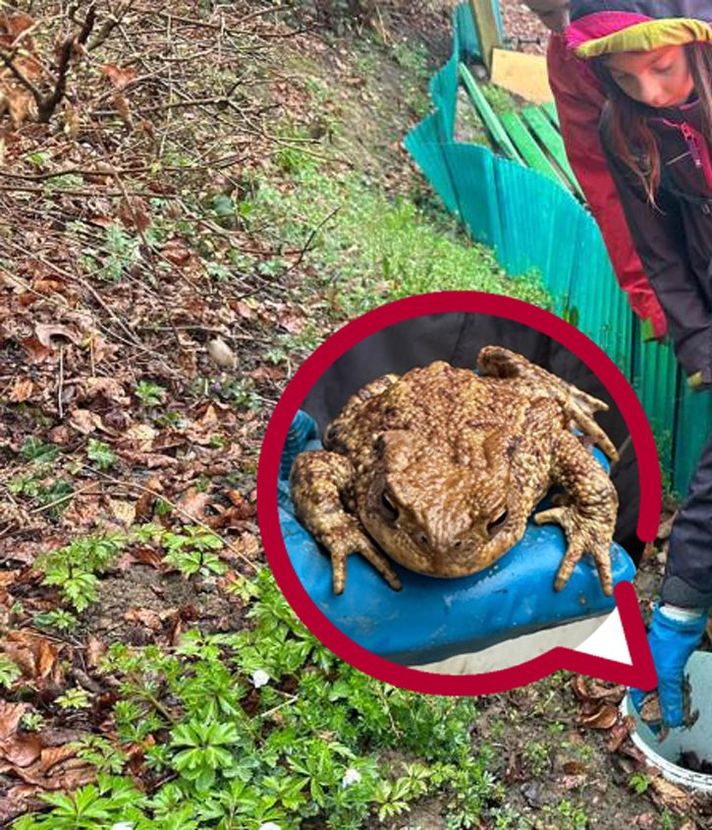 Am Rotsee entstand ein ganz besonderer Rettungszaun