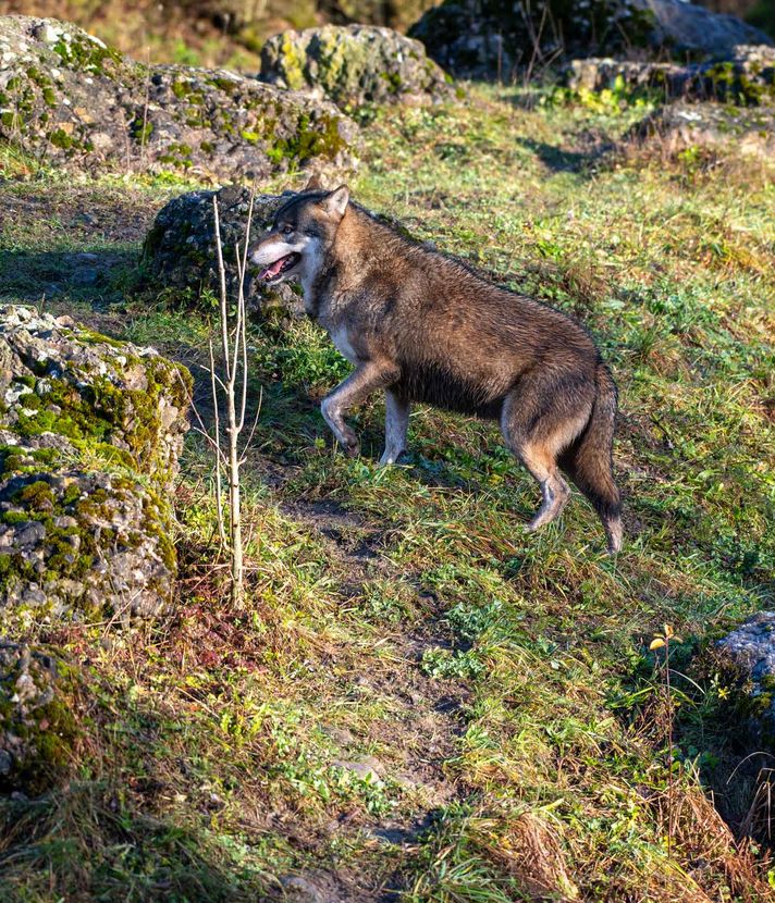 Tierpark Goldau hofft auf Wolfsnachwuchs