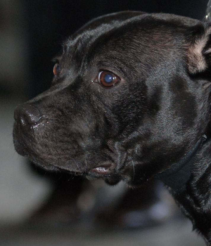 Hund in rotem Mäntelchen beisst anderen Hund