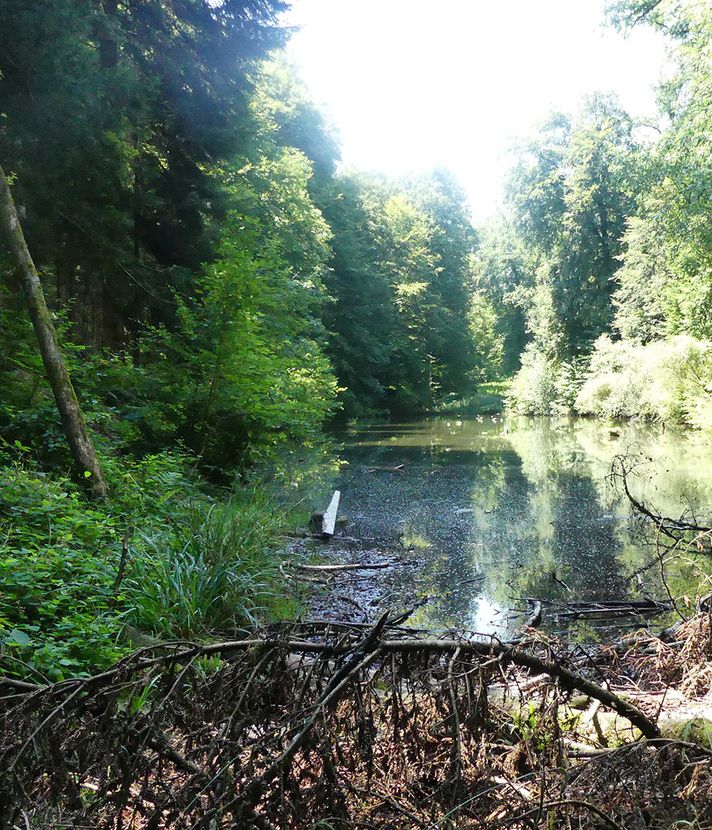 Darum fischt Kriens einen Weiher leer