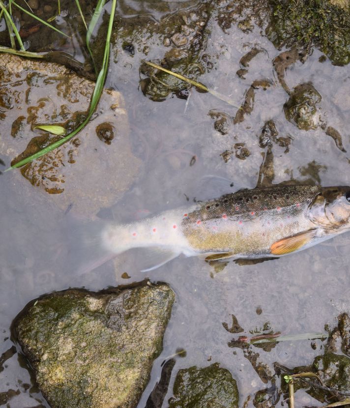 Fischsterben in Luzern auf Rekordtief