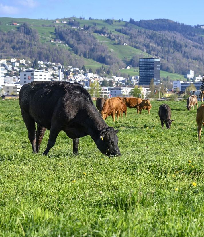 Kanton zahlt Geld für Kühe, die weniger furzen