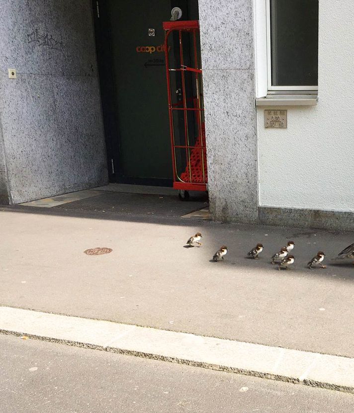 Drama um Entenfamilie am Luzerner Löwengraben nimmt Happy End