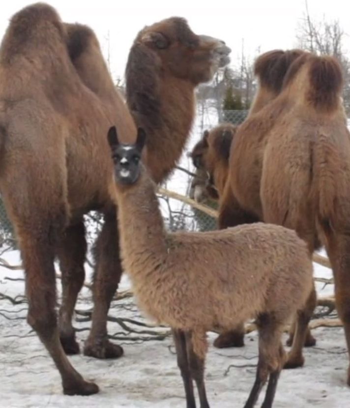 «Geld kann man sich sparen» – Toni’s Zoo in der Kritik