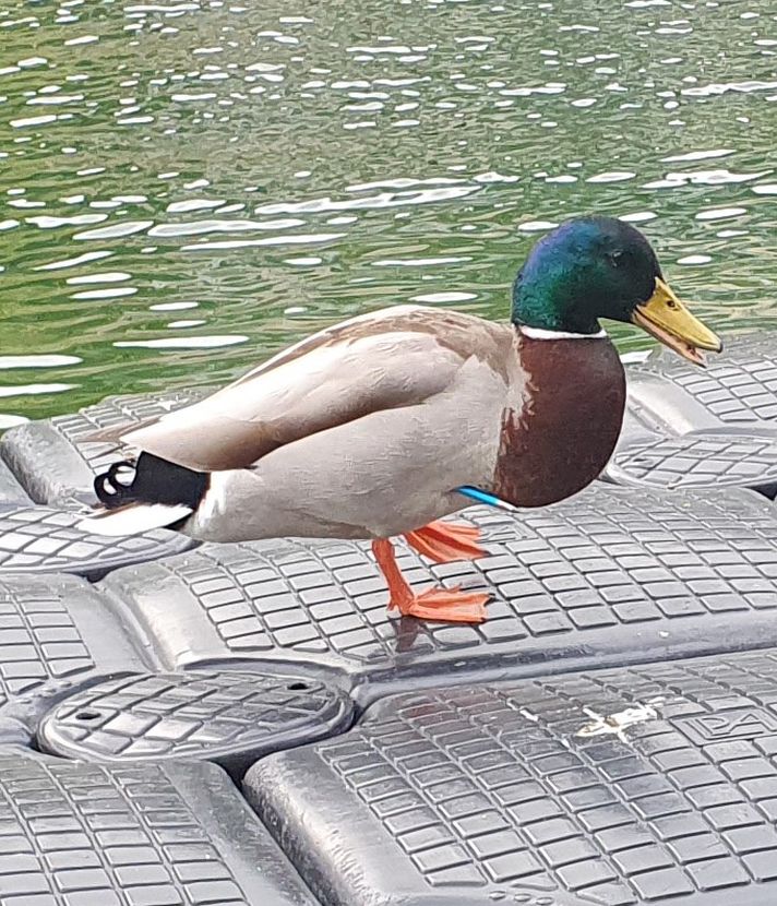 Unbekannte schiessen in Unterägeri mit Pfeilen auf Enten