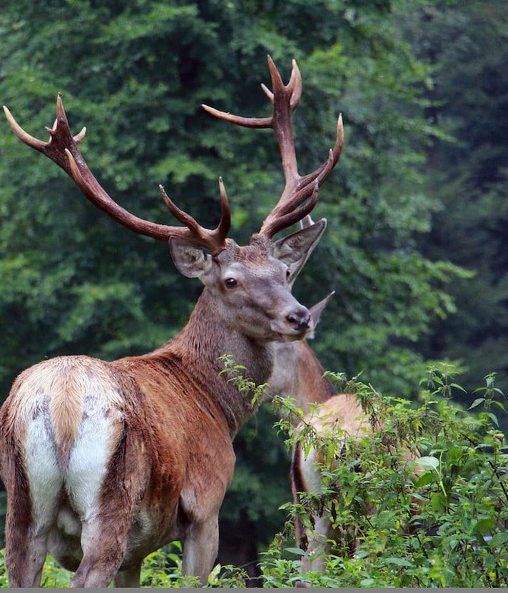 Rotwild: Luzerner Jäger verfehlen jährliches Jagdziel