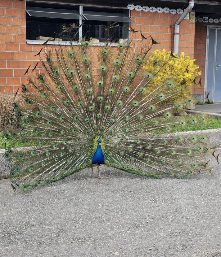 Tschau Pfau – Vogel verschwindet mysteriös in Rotkreuz