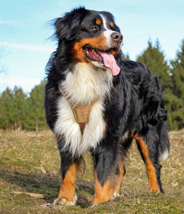 Für diese Hunde fällt in Luzern die Steuer