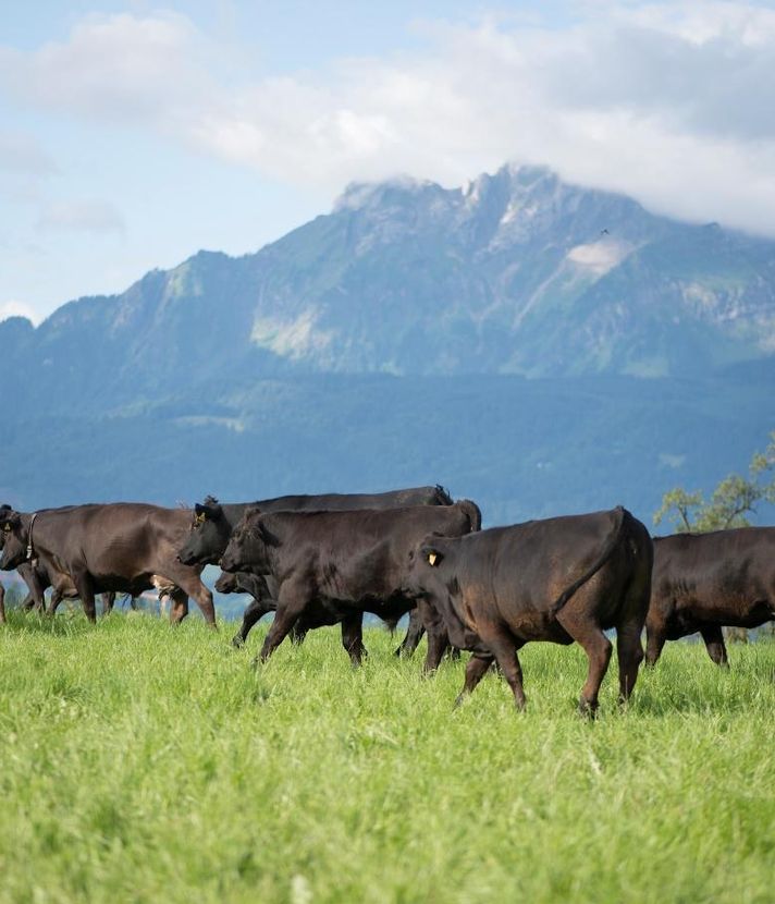 Frühling auf dem Hof: Wenn die Kühe plötzlich tanzen