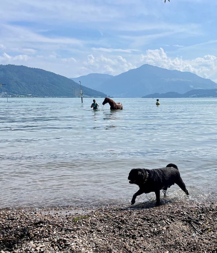 Gerüchte um Zuger Badeplatz: Sind Hunde nun verboten?