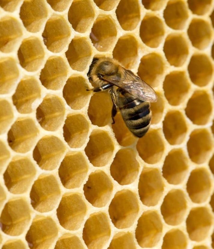 Sauerbrut wütet in Unterägeris Bienenstöcken