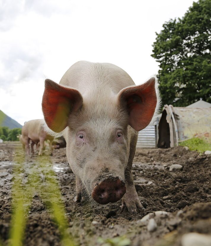Erstmals hats mehr Menschen als Schweine in Luzern