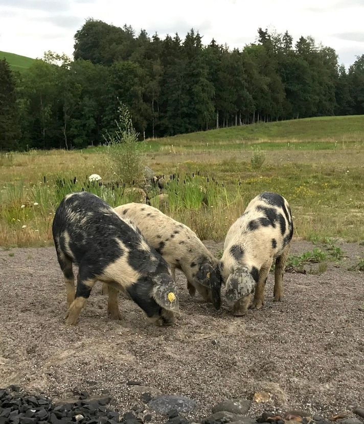 Mit ihrem Hunger: Kroatische Schweine retten rare Kröten