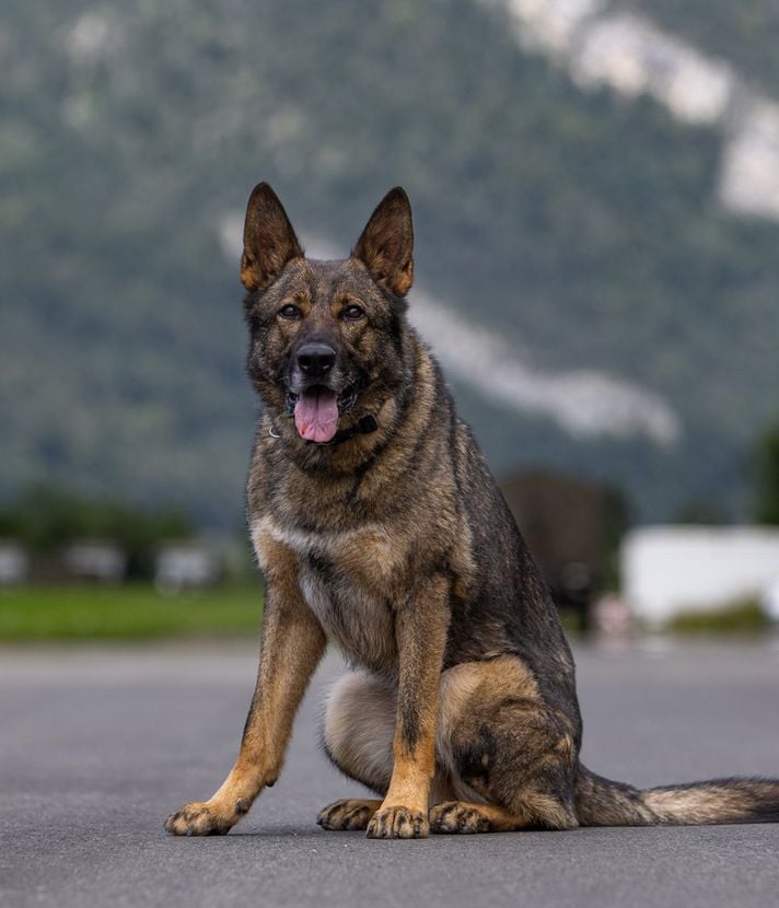 Polizeihund schnappt Einbrecher in Kriens