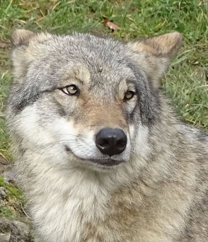 In Eschenbach geht ein Wolf um