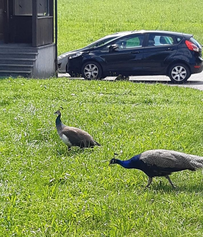 Toter Pfau in Rotkreuz: Happy End für Bauer